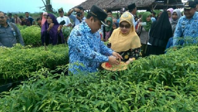 Meranti Sukses Kembangkan Perkebunan Cabe, Bupati Langsung Ikut Panen Raya
