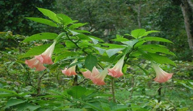 Awas, Tanaman Ini Bisa 'Bunuh' Anda Jika Menyentuhnya