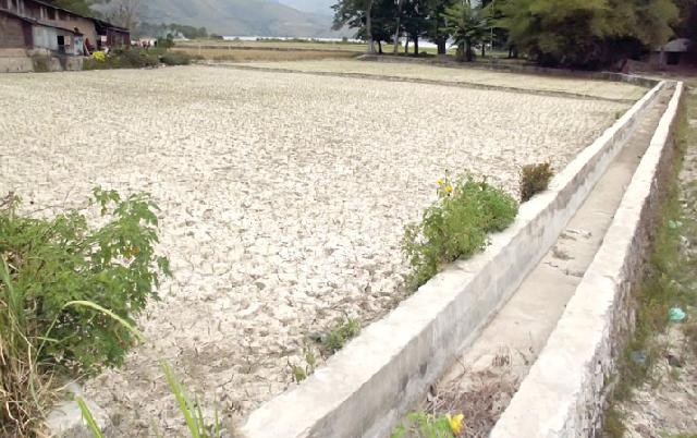 Kemarau, Irigasi di Kuansing Tak mampu Salurkan Air