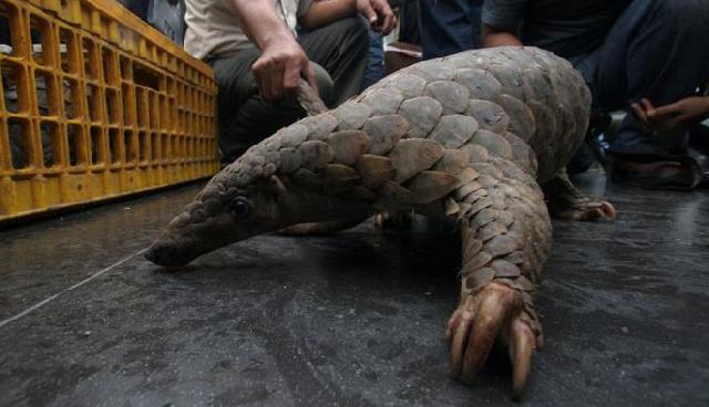 Mitos Lidah Jadi Jimat Hoki di Balik Perburuan Trenggiling