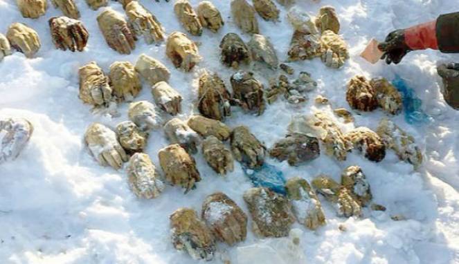 Ngeri, Ditemukan 54 Telapak Tangan Manusia di Dalam Tas