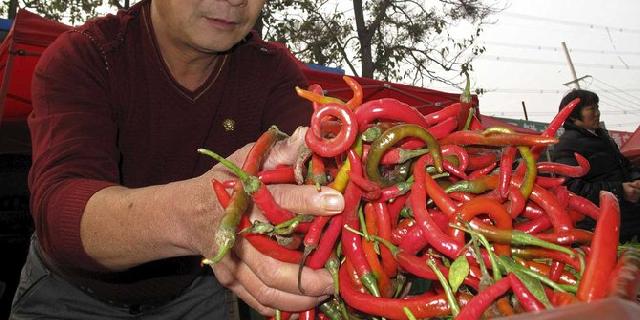 Ini bahaya cabai berbakteri yang ditanam WN China di Bogor