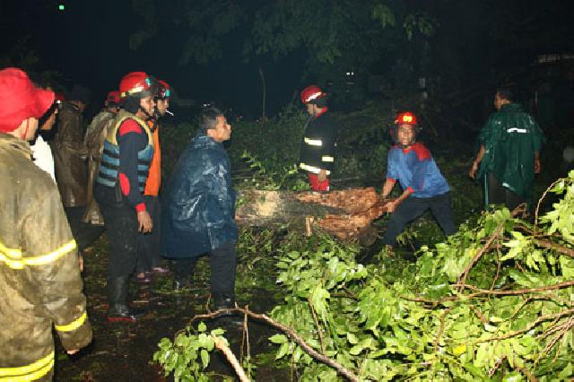 Tebang Pohon Oknum Perusahaan di Gugat Pemko Pekanbaru