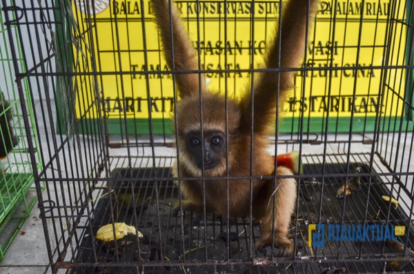 Foto Satwa Dilindungi Yang Berhasil Diamankan Balai Gakkum LHK Wilayah II Sumatera