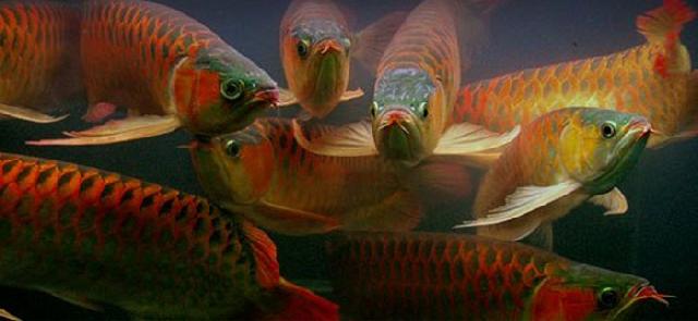 Pedagang Arwana Pekanbaru Mengaku Dipersulit