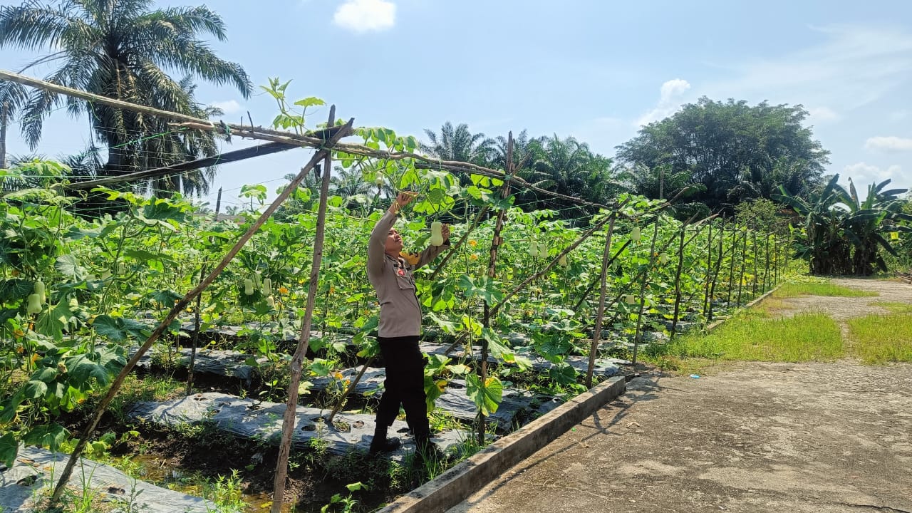 Dukung Asta Cita, Bhabinkamtibmas Bangko Kanan Gelar Pembinaan Ketahanan Pangan