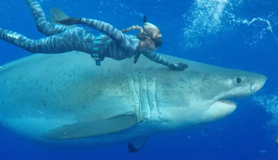 Mengerikan, Video Wanita Berani Snorkeling Bersama Hiu Putih Besar