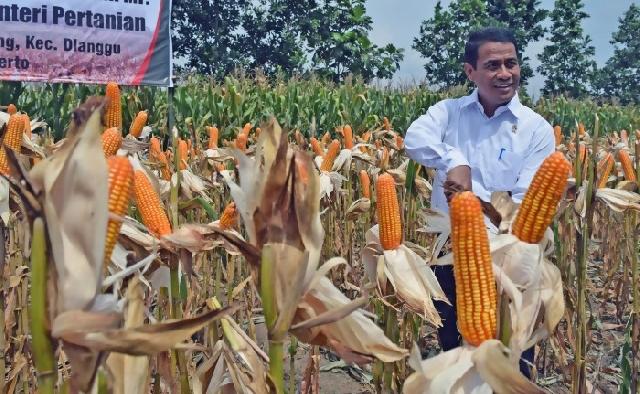 Kementan targetkan tahun depan swasembada jagung