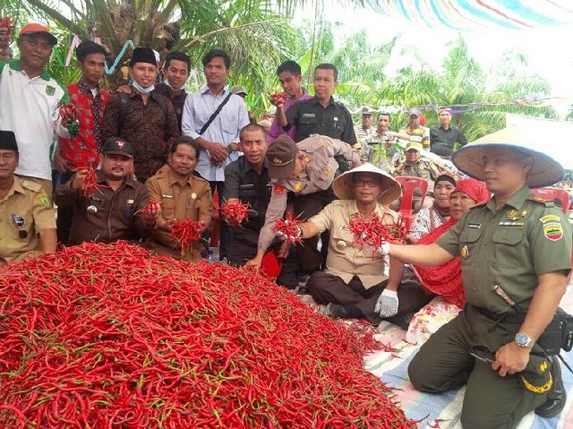 Bupati Panen Raya Cabe di Lahan 40 Hektar