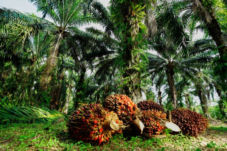 Harga TBS Kelapa Sawit Mitra Swadaya di Riau Pekan Ini Capai Rp3.447,79 per Kilogram