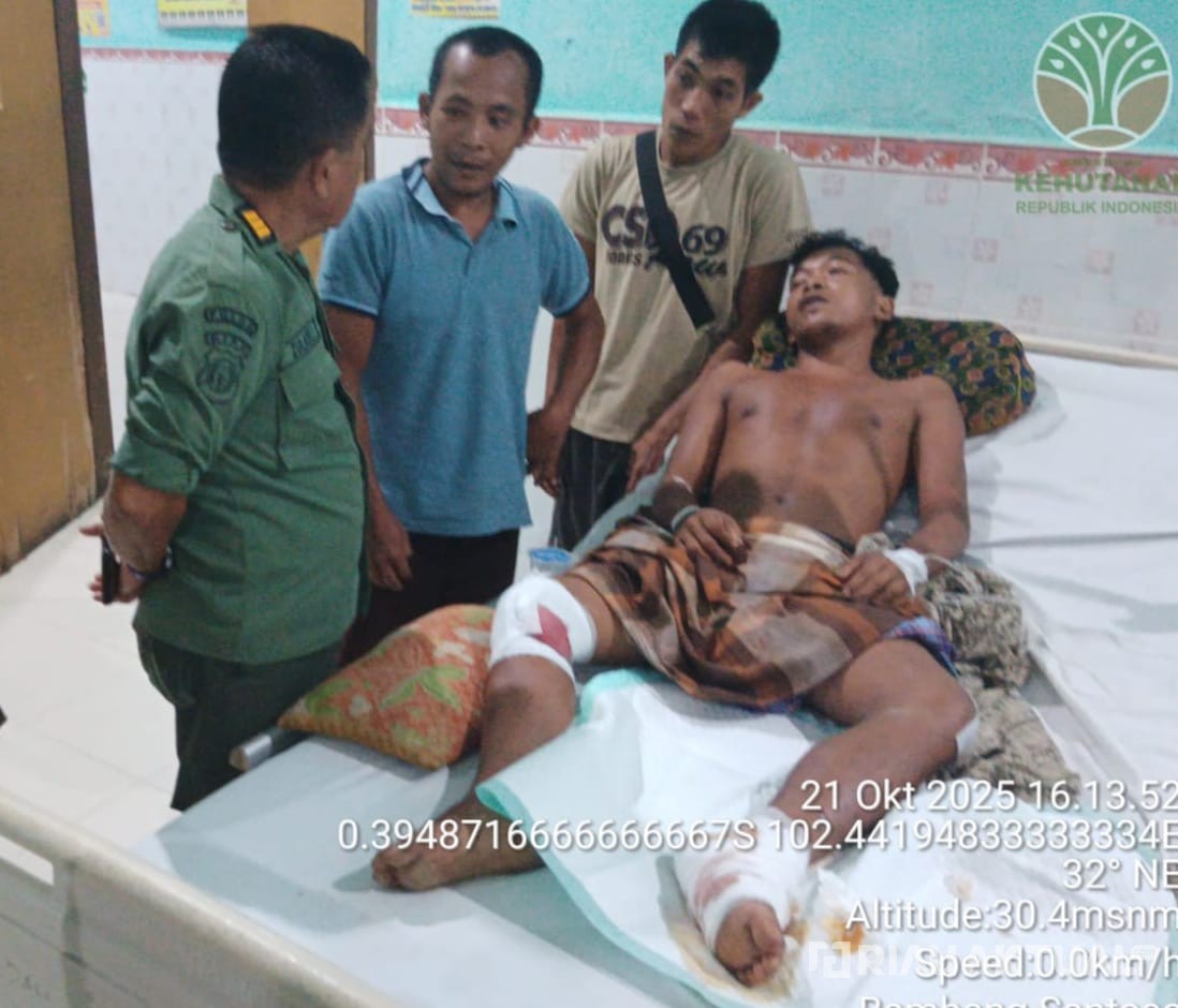 Warga Inhu Diserang Dua Harimau Sumatera, Diduga Induk Sedang Latih Anak Berburu