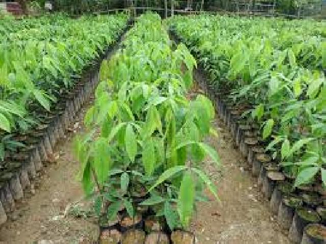 5.000 Pohon Spesifik akan Hijaukan Kota Siak