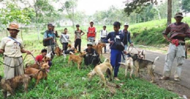 Upaya PORBI Tuah Saiyo Perangi Hama Babi
