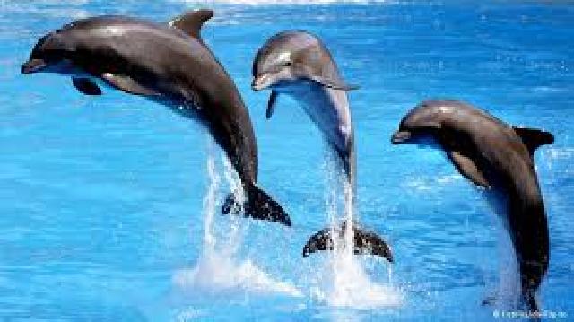 Lumba-Lumba Stress Tersesat di Selat Madura