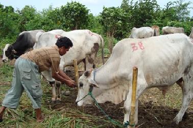 PNS Pemko Pekanbaru Siapkan 15 Sapi Korban