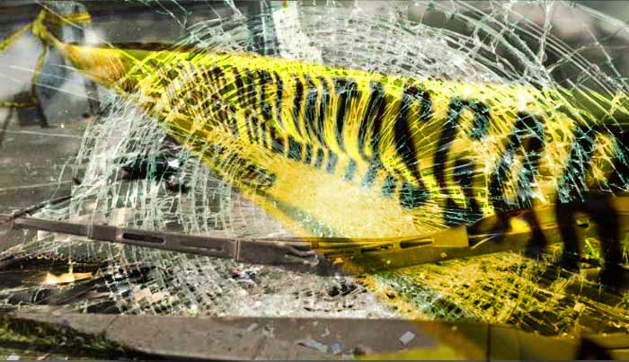 Selama Oktober 12 Kasus Laka Lantas di Kota Pekanbaru, Ini Kata Polisi