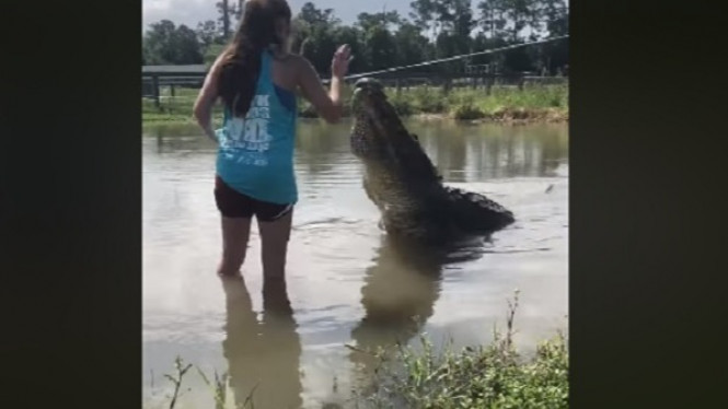 Tegang, Wanita Beri Makan Buaya Besar dengan Tangan Kosong