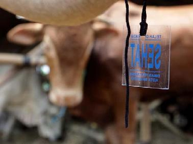 Masuki Idul Adha, Distan Diminta Pantau Harga Hewan Kurban