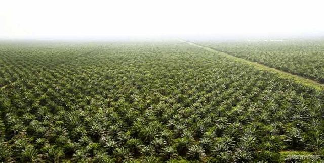 1,8 Juta Ha Kebun Sawit di Riau Ilegal