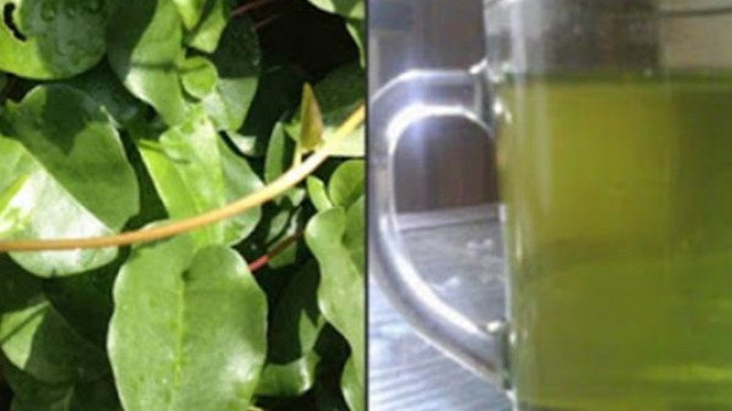 Manfaat Daun Binahong Untuk Obati Penyakit