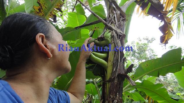 Fenomena Pisang AJaib, Buah Keluar Dari Batang