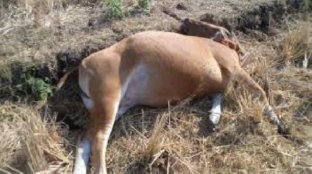 Banyak Sapi Mati di Pekanbaru, Distanak Keluarkan Surat Himbauan