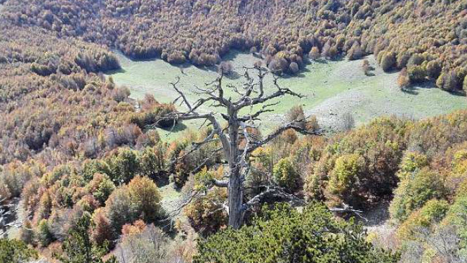 Penampakan Pohon Tertua di Dunia, Anda Akan Dibuat Heran