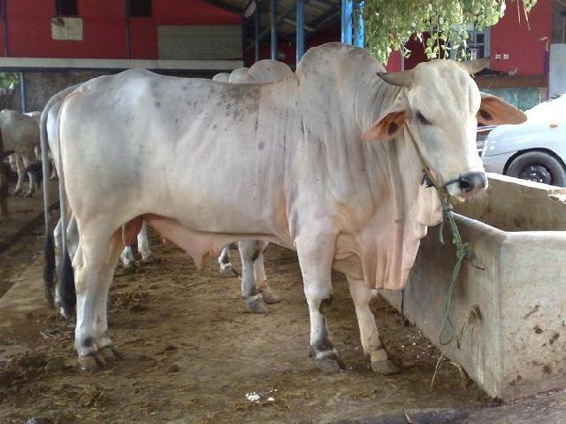 975 Ekor Sapi Dipersiapkan untuk Ramadhan