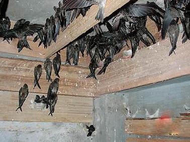 BPT Akui Banyak Izin Walet Ilegal di Pekanbaru