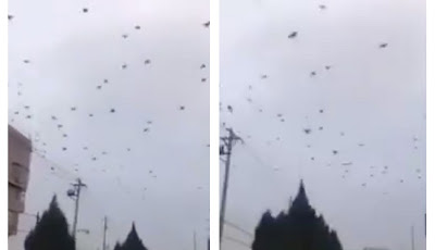 Ribuan Burung Gagak Muncul di Wuhan Tempat Virus Corona Ditemukan