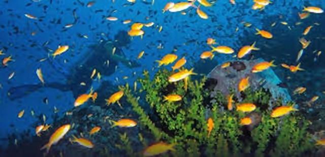 Indonesia jadi tujuan selam paling populer di dunia