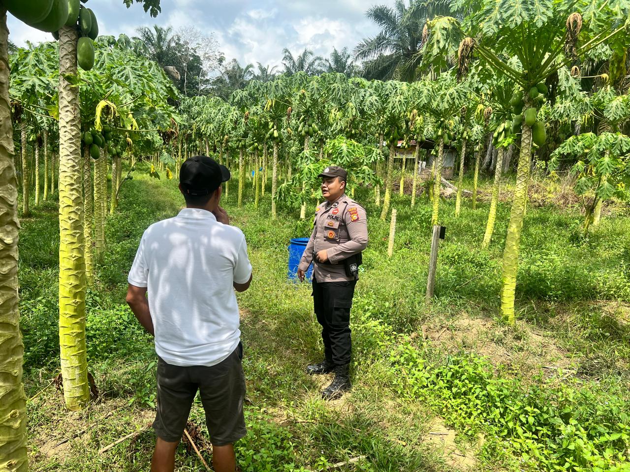 Perkuat Ketahanan Pangan, Polsek Bangko Pusako Libatkan Kelompok Tani Lokal
