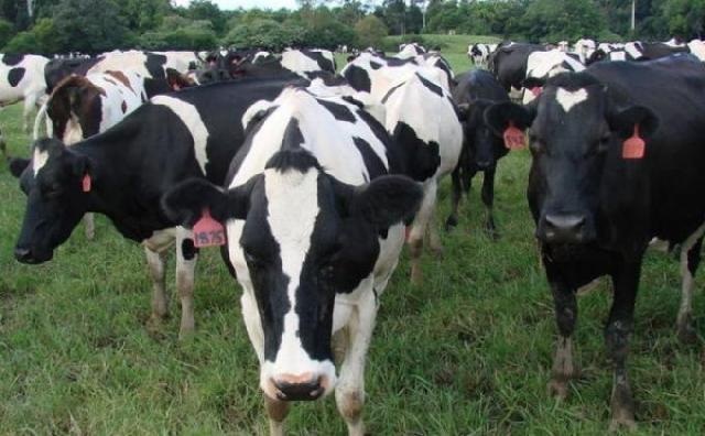 Ribuan sapi betina di Bojonegoro tak bisa bunting