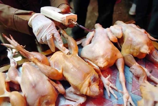 Peredaran Daging Bangkai Ayam Makin Marak