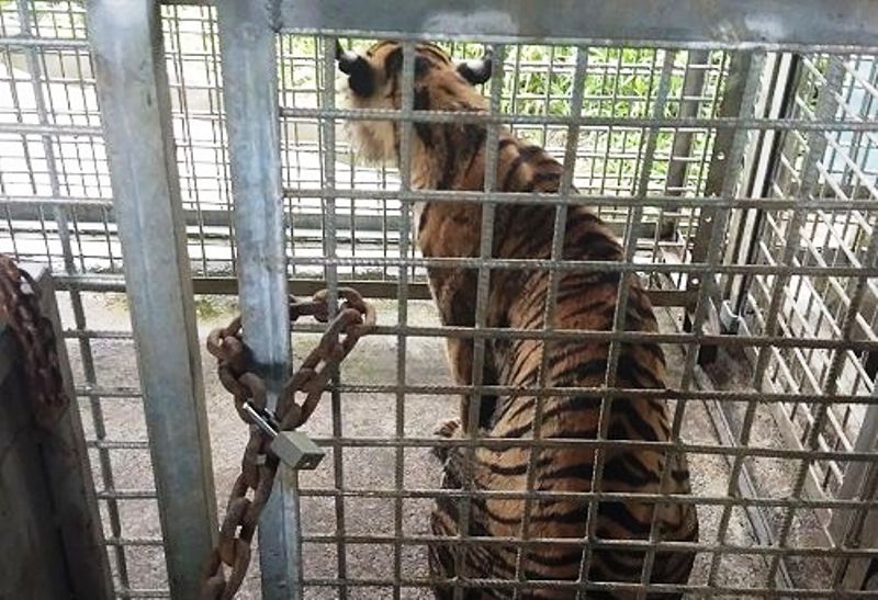 Harimau Bonita Sudah Mau Makan Selama Dikarantina