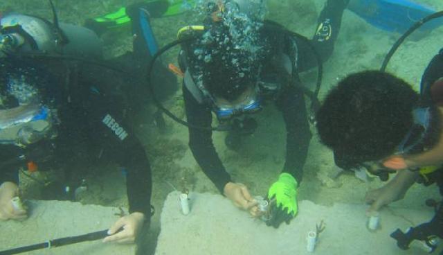 Pertamina Transplantasi 500 Terumbu Karang di Bitung