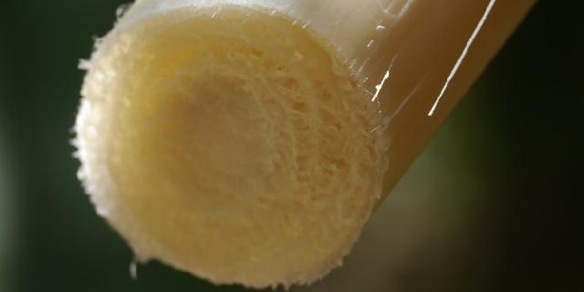 Ini yang terjadi dalam tubuhmu jika makan batang pohon pisang