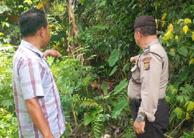 Mayat Wanita Nyaris Bugil Bikin Geger Warga Jalan Paus, Pekanbaru