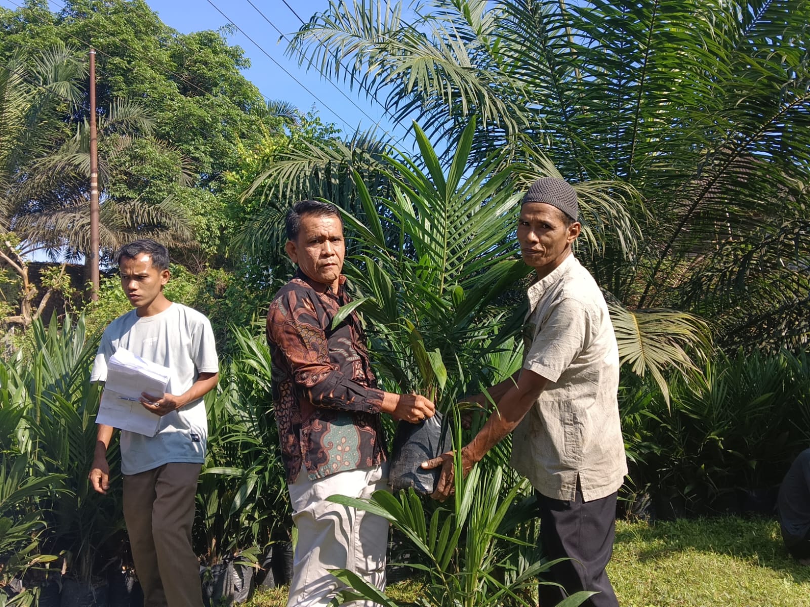 Pemdes Koto Inuman Salurkan Ribuan Bibit Kelapa Sawit Siap Tanam