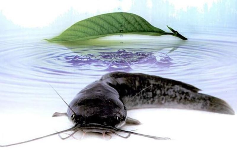 Mahasiswa IPB Temukan Potensi Cabai Jawa untuk Matangkan Gonad Ikan Lele