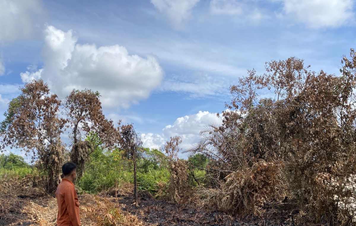 Dipicu Kondisi Cuaca, Kejadian Kebakaran Lahan di Pekanbaru Meningkat Tahun ini