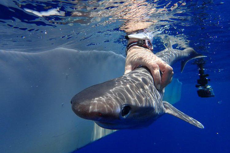 Fosil Hidup, Spesies Hiu Baru Ini Lebih Tua dari Dinosaurus