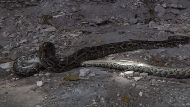 Rekaman Langka, Ular Piton Makan Sesama Jenisnya