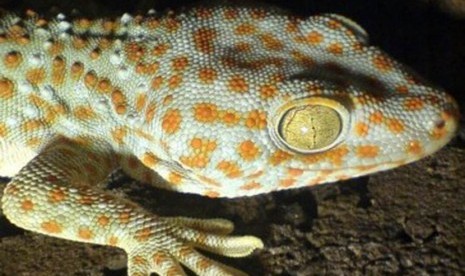 Spesies Tokek Baru Ditemukan di TN Bali Barat