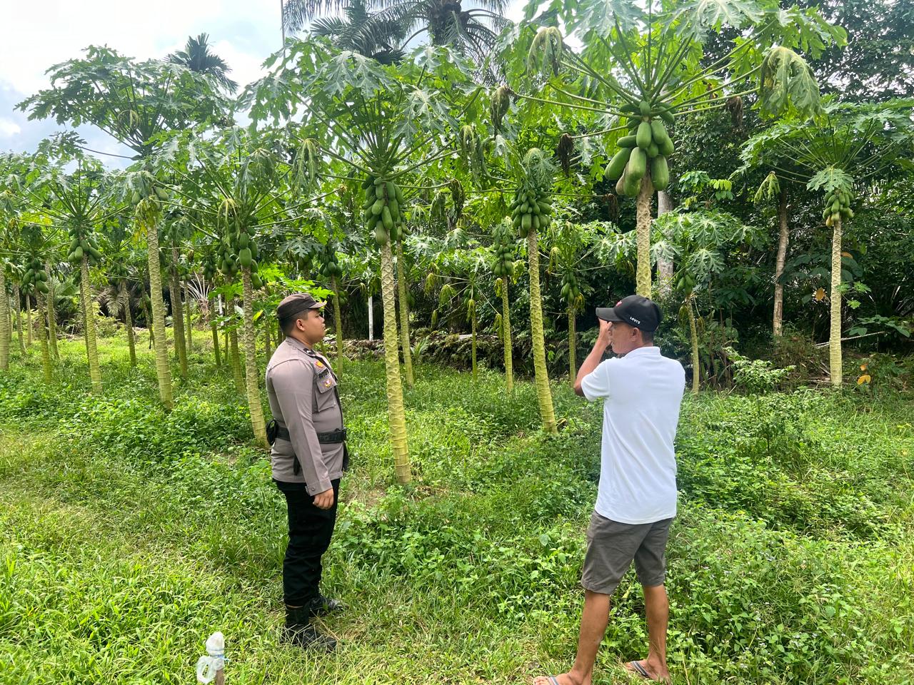 Polsek Bangko Pusako Gelar Pembinaan Ketahanan Pangan di Kepenghuluan Bangko Balam