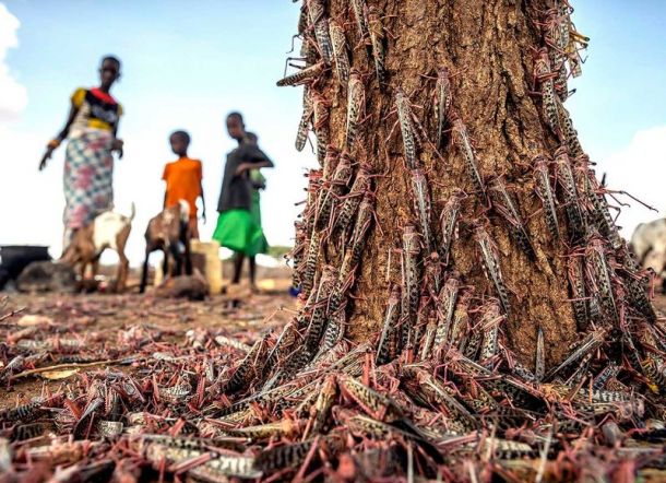 Sudah Terpuruk akibat Corona, Afrika Diserang Belalang