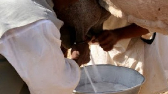 Minum Susu Unta, Keajaiban Terjadi di Dalam Tubuh