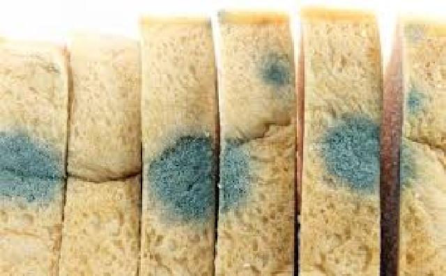 Edarkan Roti Berjamur, BPTM-PM Akan Turunkan Tim