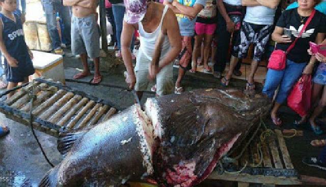 Ikan Kerapu Seberat 200 Kg Diduga Telah Memakan Manusia