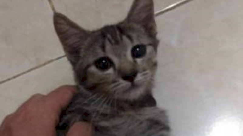 Kasian! Kucing yang Positif Covid-19 Juga Alami Gangguan Pernapasan